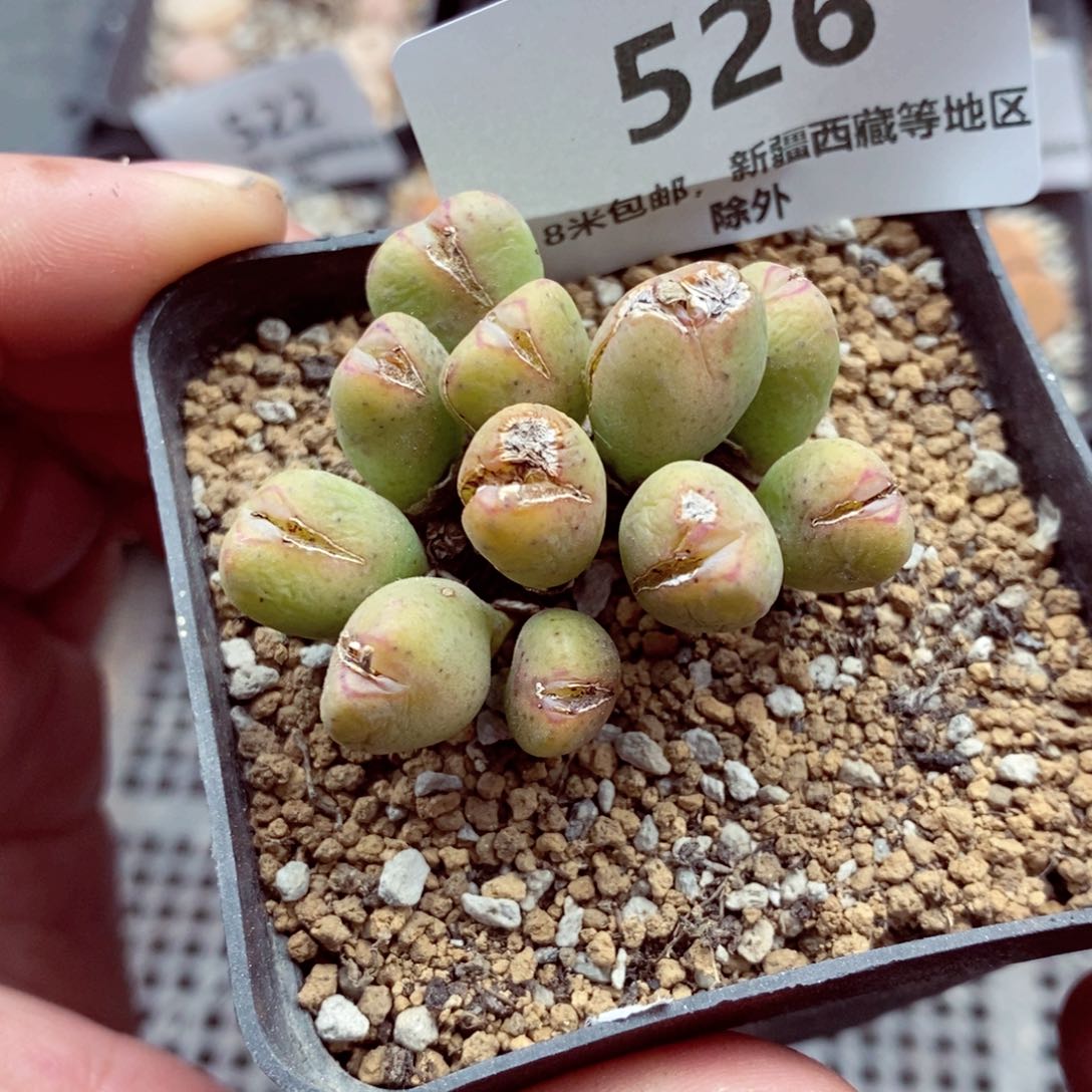 我的小姐姐们都是526