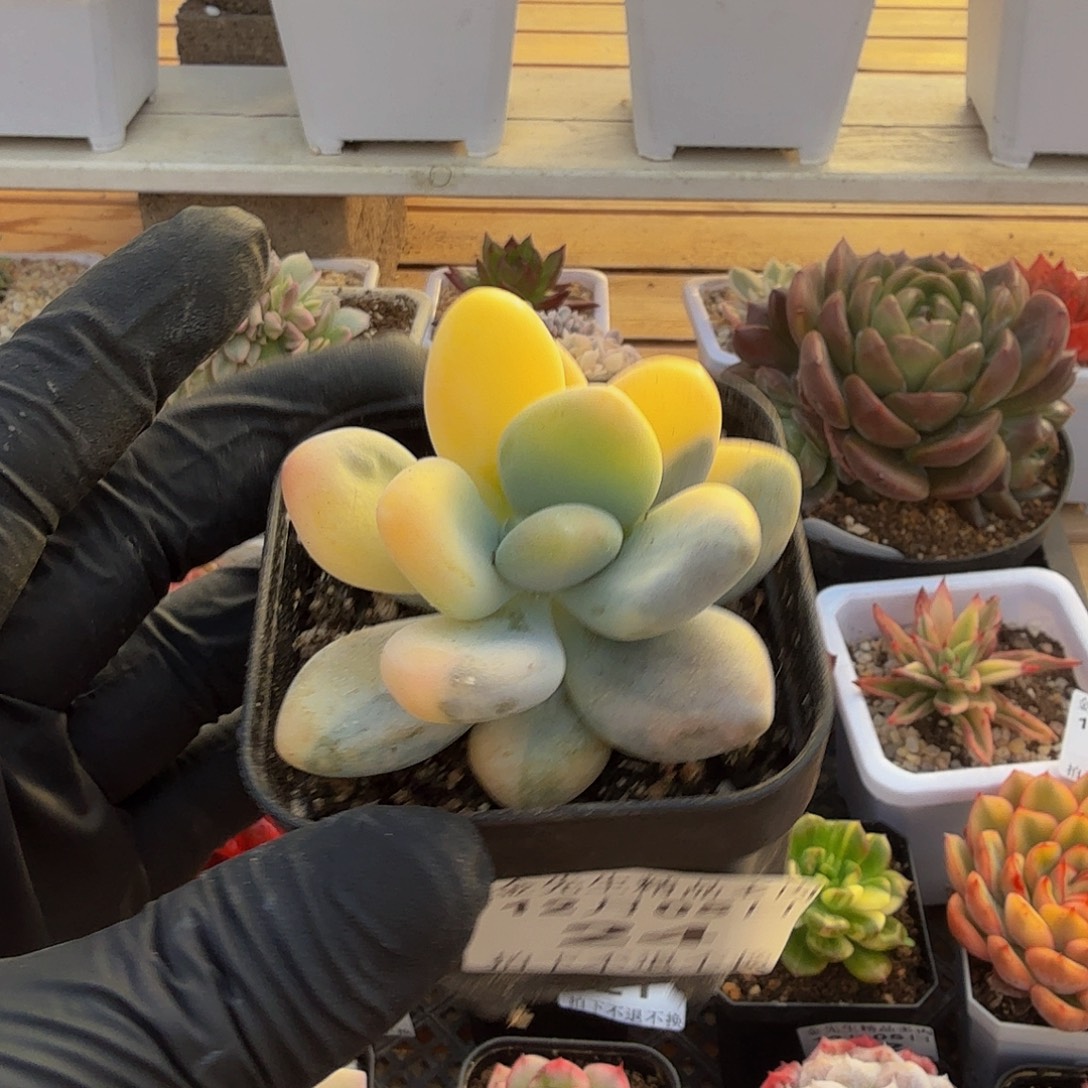 1205-24大叶美人锦