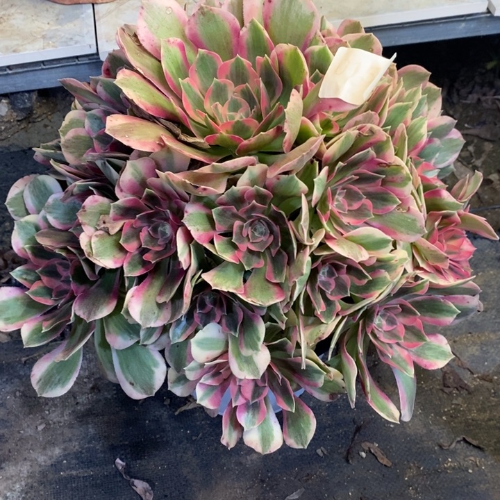 粉初恋多肉断头不包0152