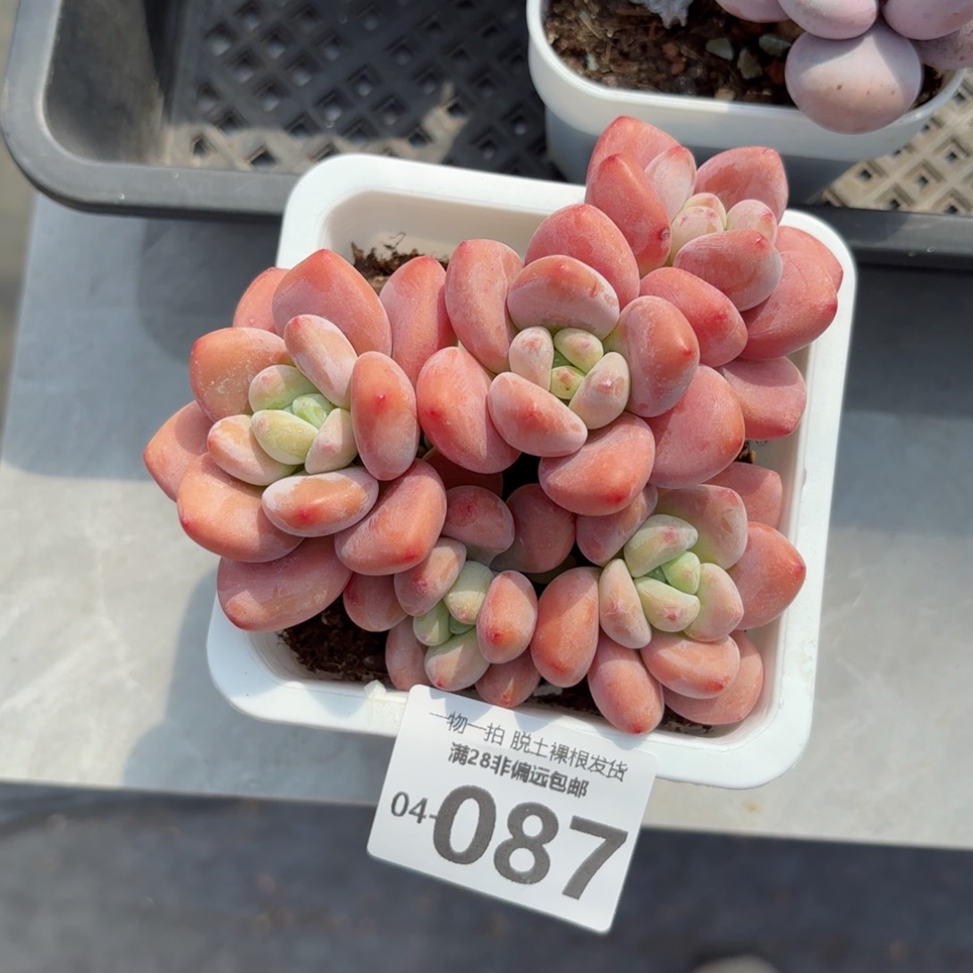 红洛神老桩多肉多肉