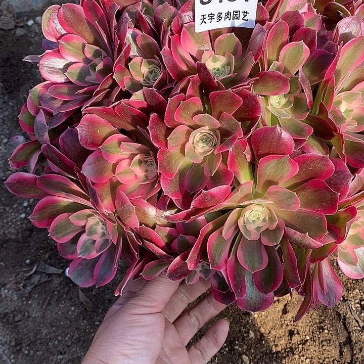 多肉植物七彩181多肉