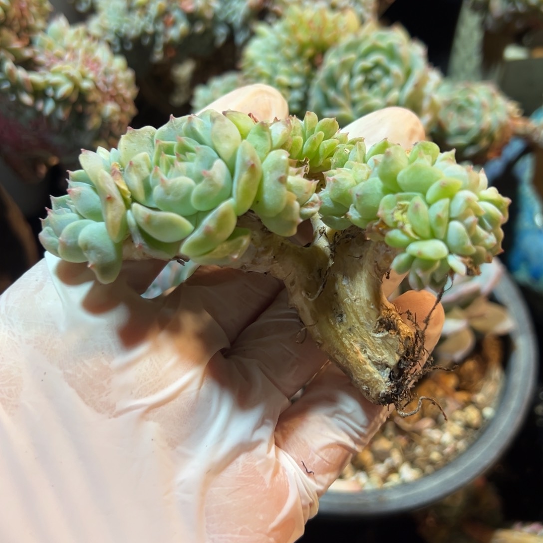 逍*哥新年快乐 新年快乐 新年快乐