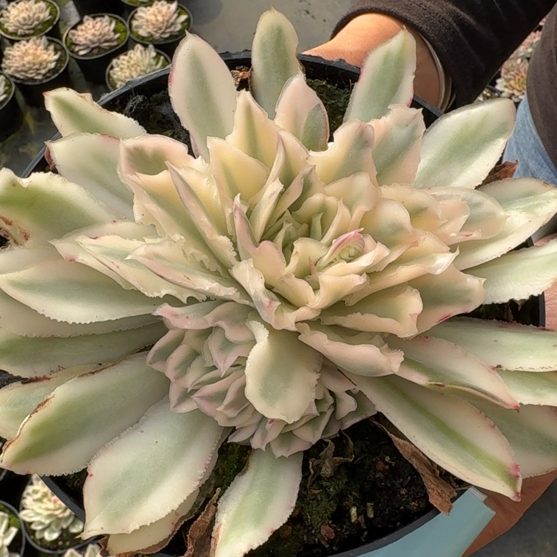 多肉杂交一物一拍25-191