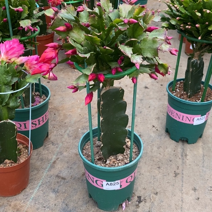 大部分花苞少量开放大*825嫁接078