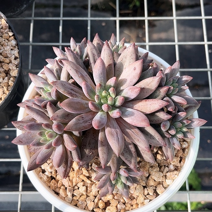 红蜻蜓13号码牌子的