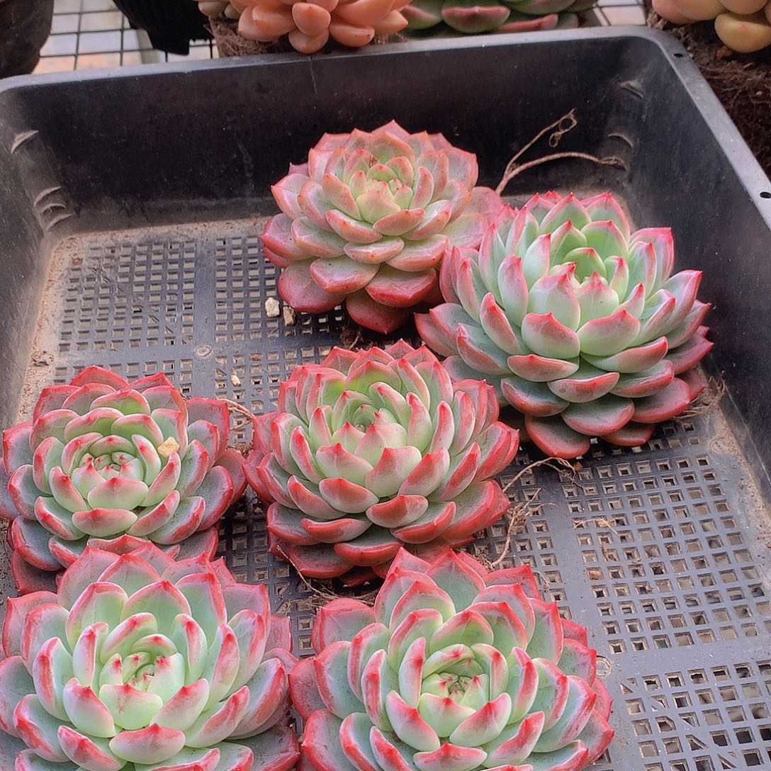 红鸾35678990000000