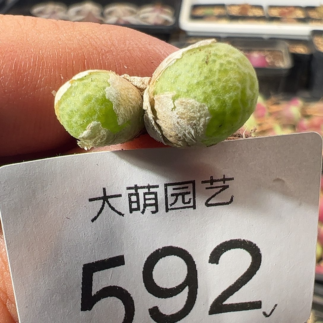 一物一拍。     592