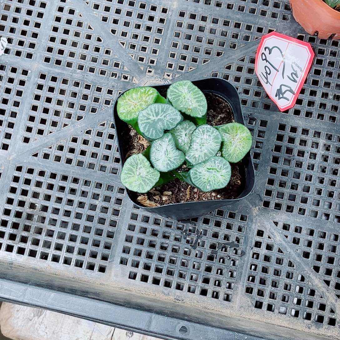 翡翠龙玉露一勿一拍