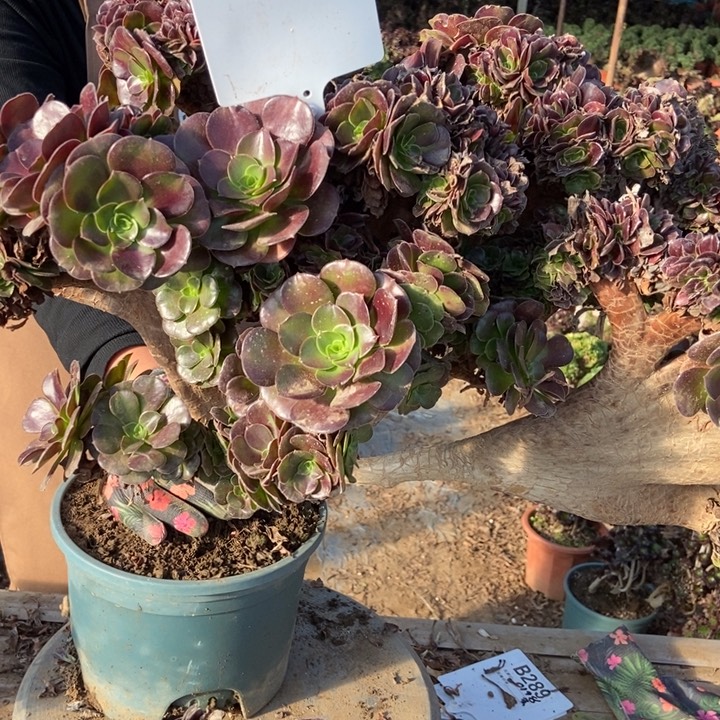 张***姐B231B163欧紫欧紫欧紫两颗两颗