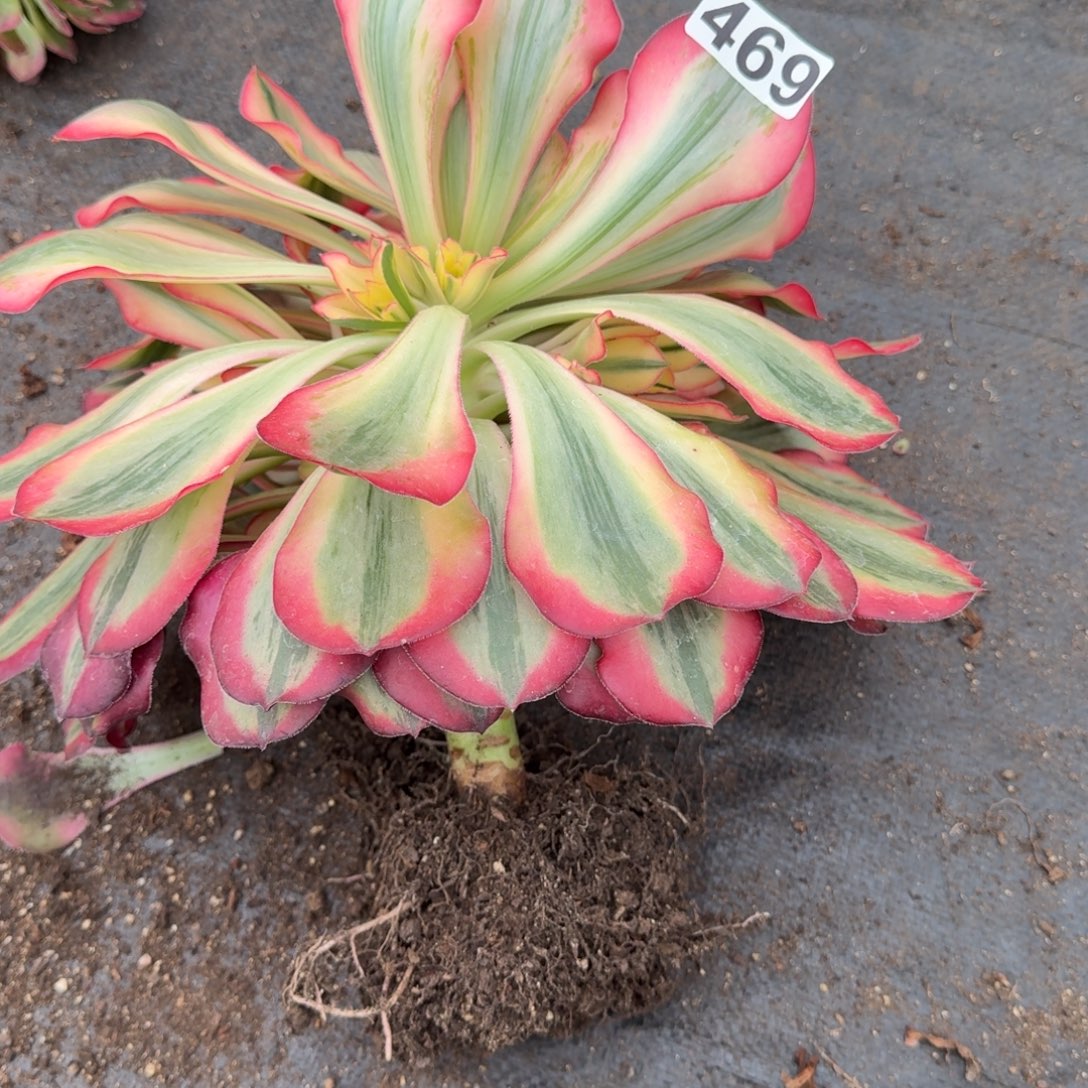 那****469多肉植物爱丽丝锦