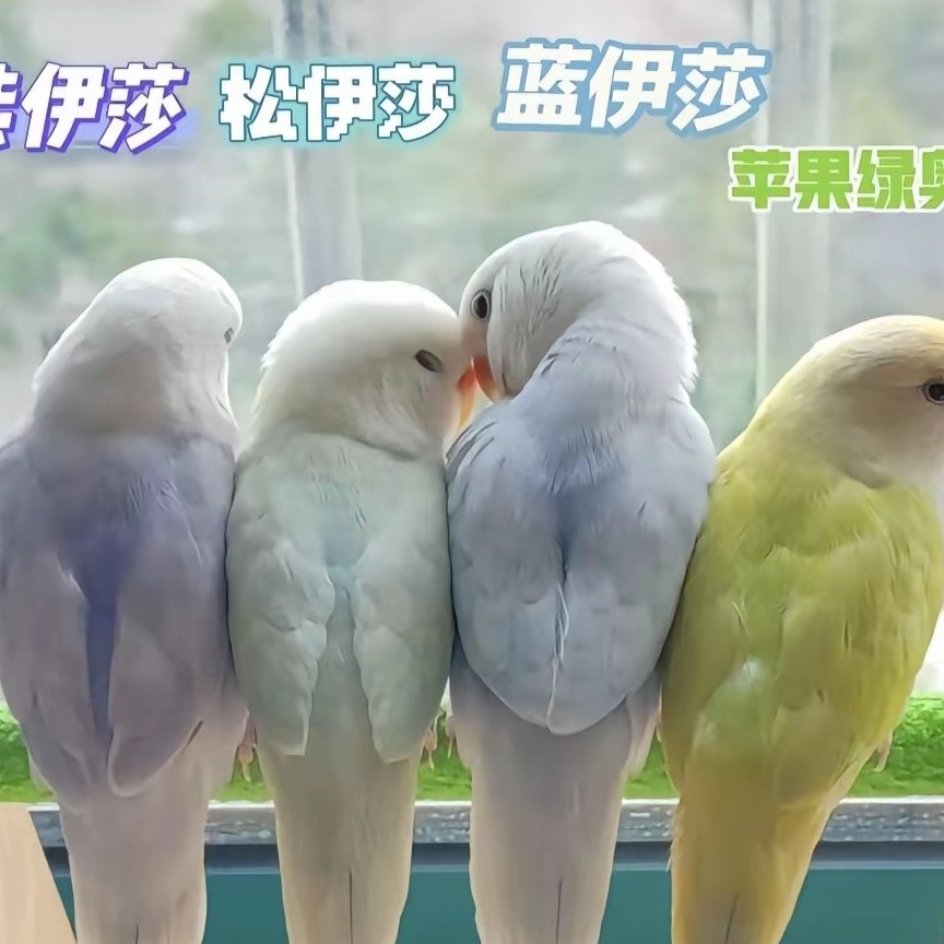 (直播链接)面类牡丹   一物一拍