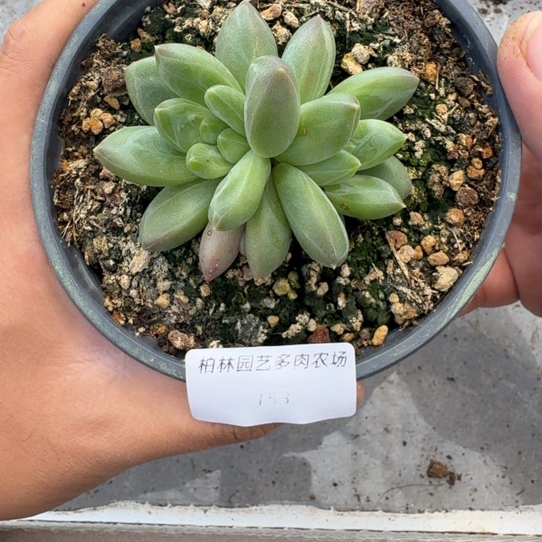 153 美人杂交 一物一拍