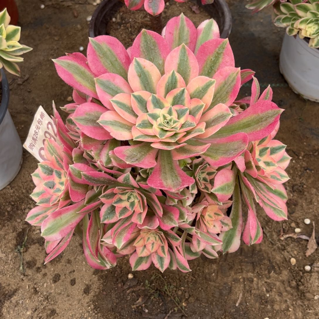 892多肉植物粉女巫