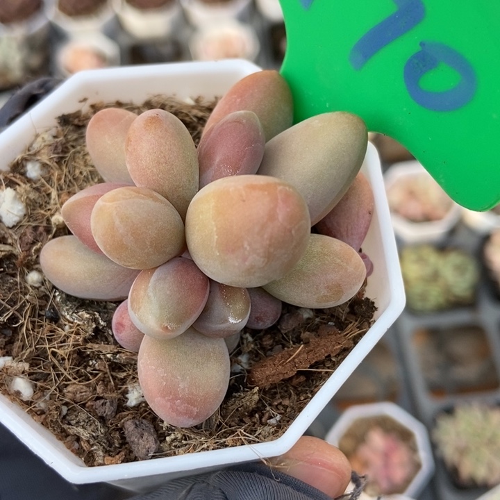 990红手指多肉植物保护