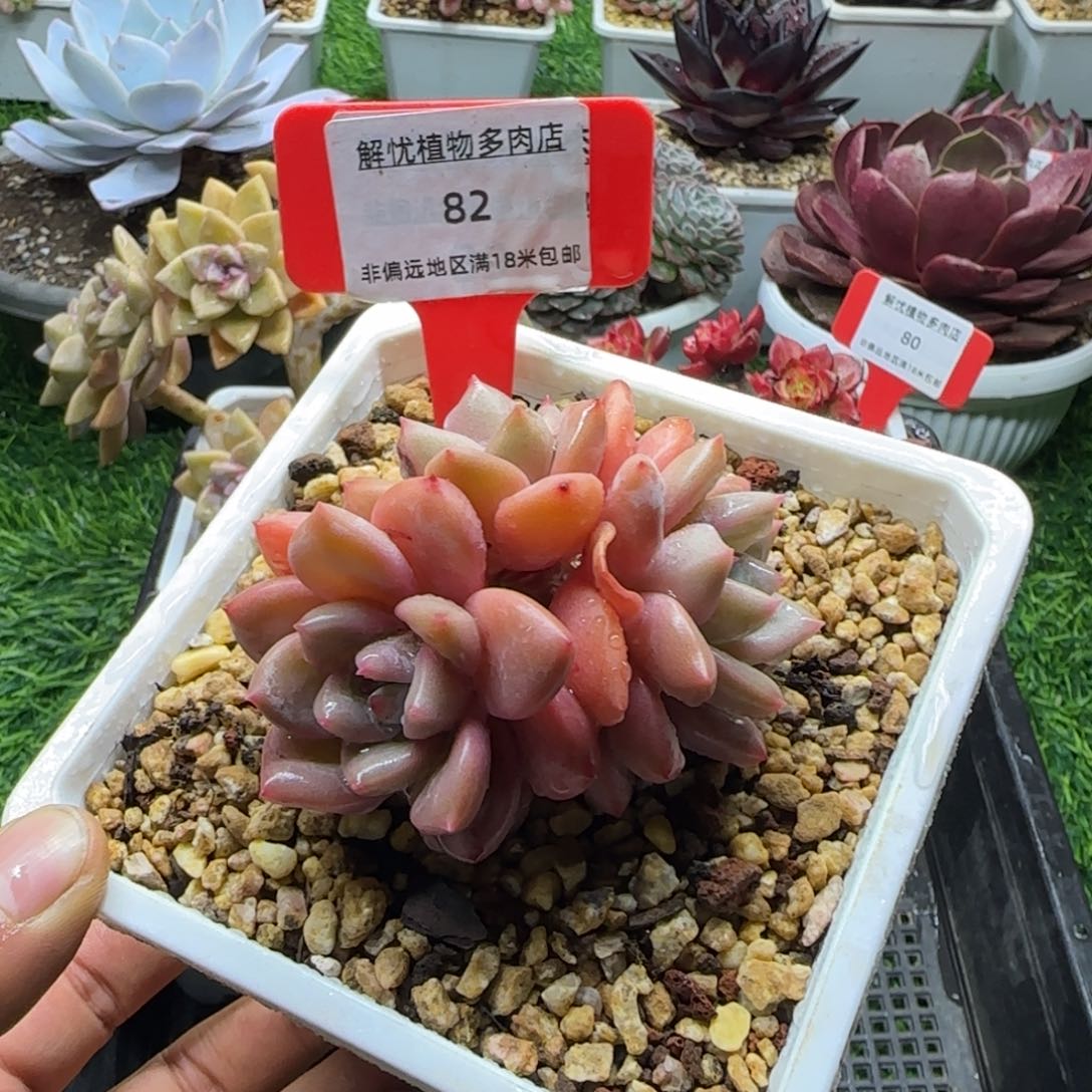 解忧多肉植物编号82