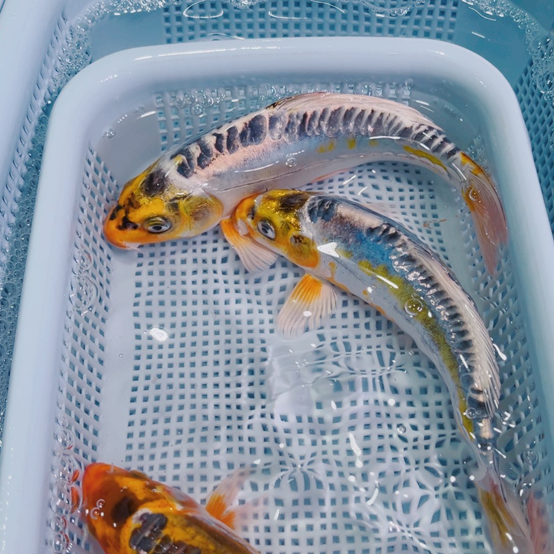 锦鲤锦鲤冷水鱼观赏135