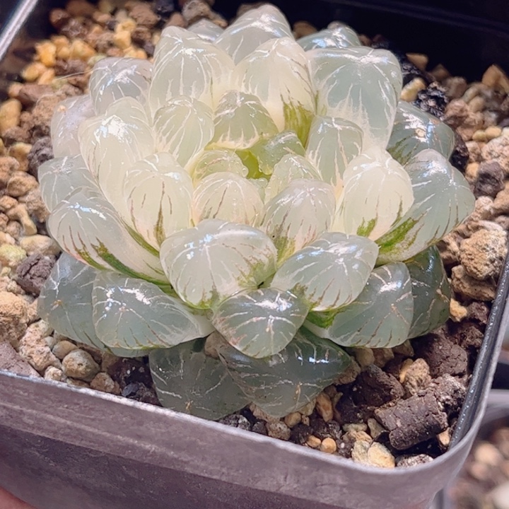 无花朵十二卷实生冰灯锦糊斑