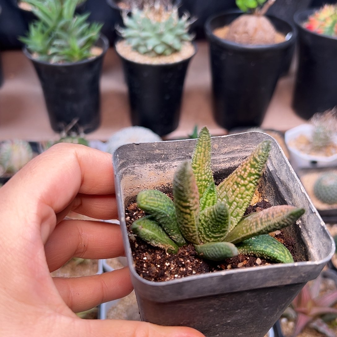 大理石女王硬叶十二