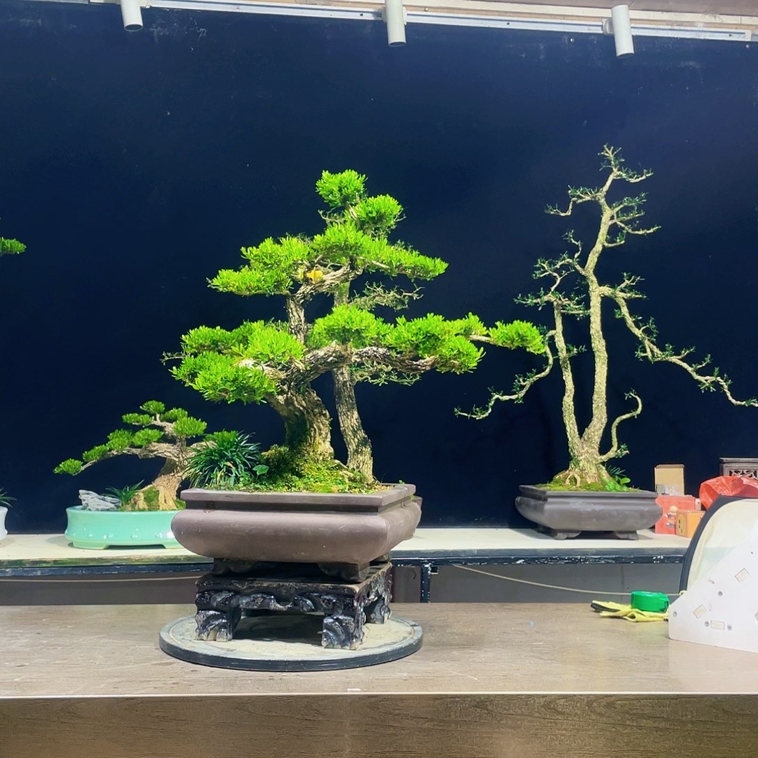 完全开放黄杨盆景四季常青