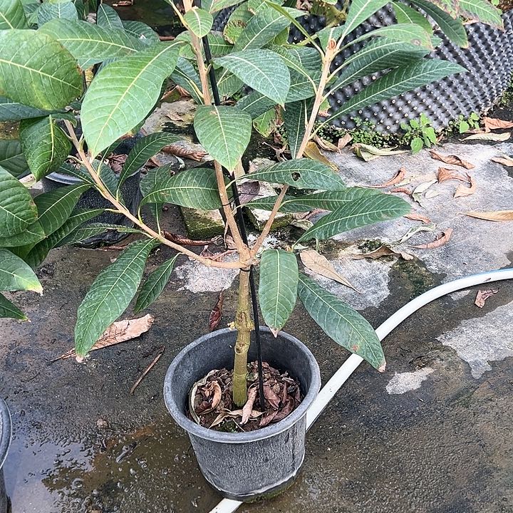 常**贵23555555555555苗w ee