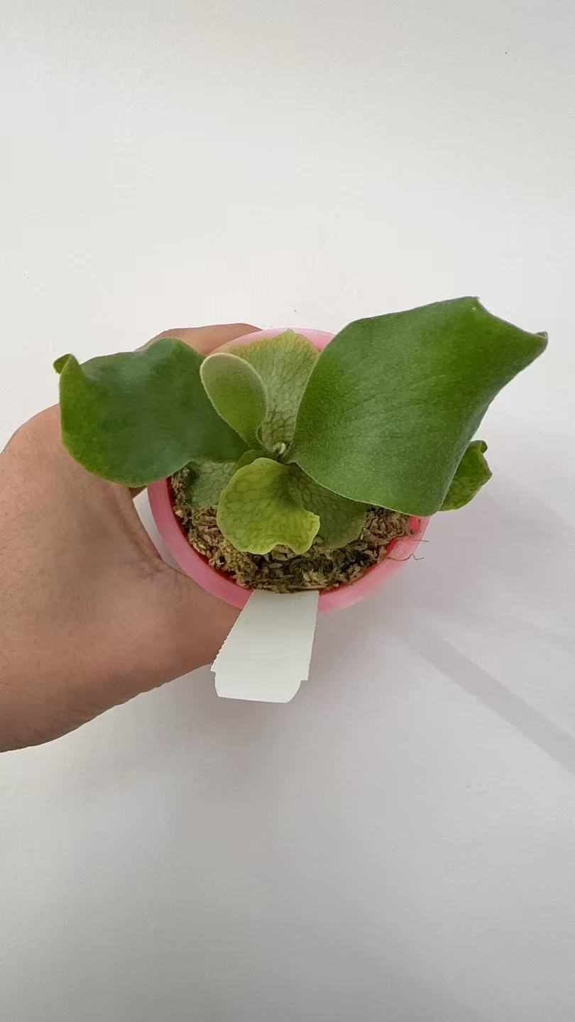 风神鹿角蕨孢子苗8cm盆苗