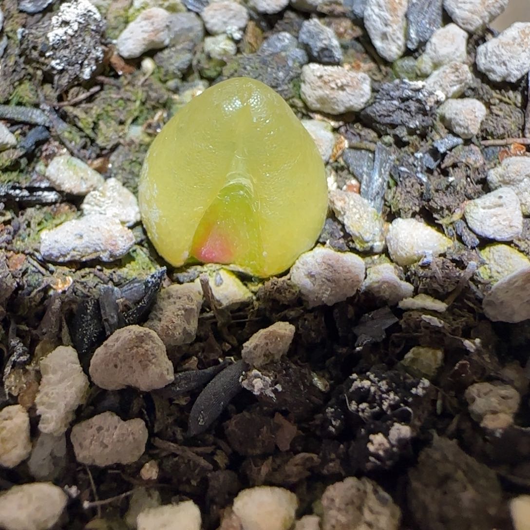 肉锥多肉植物百科7-哈默778