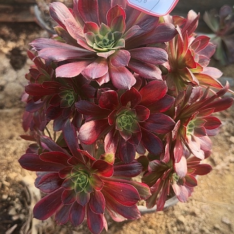 安***康多肉植物安娜256号