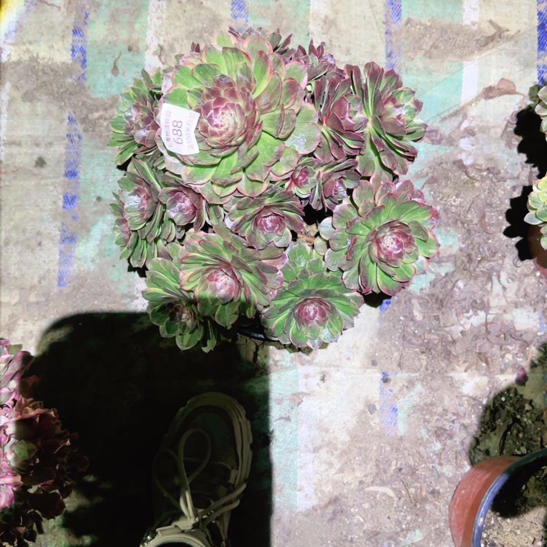 半夏法师多肉688