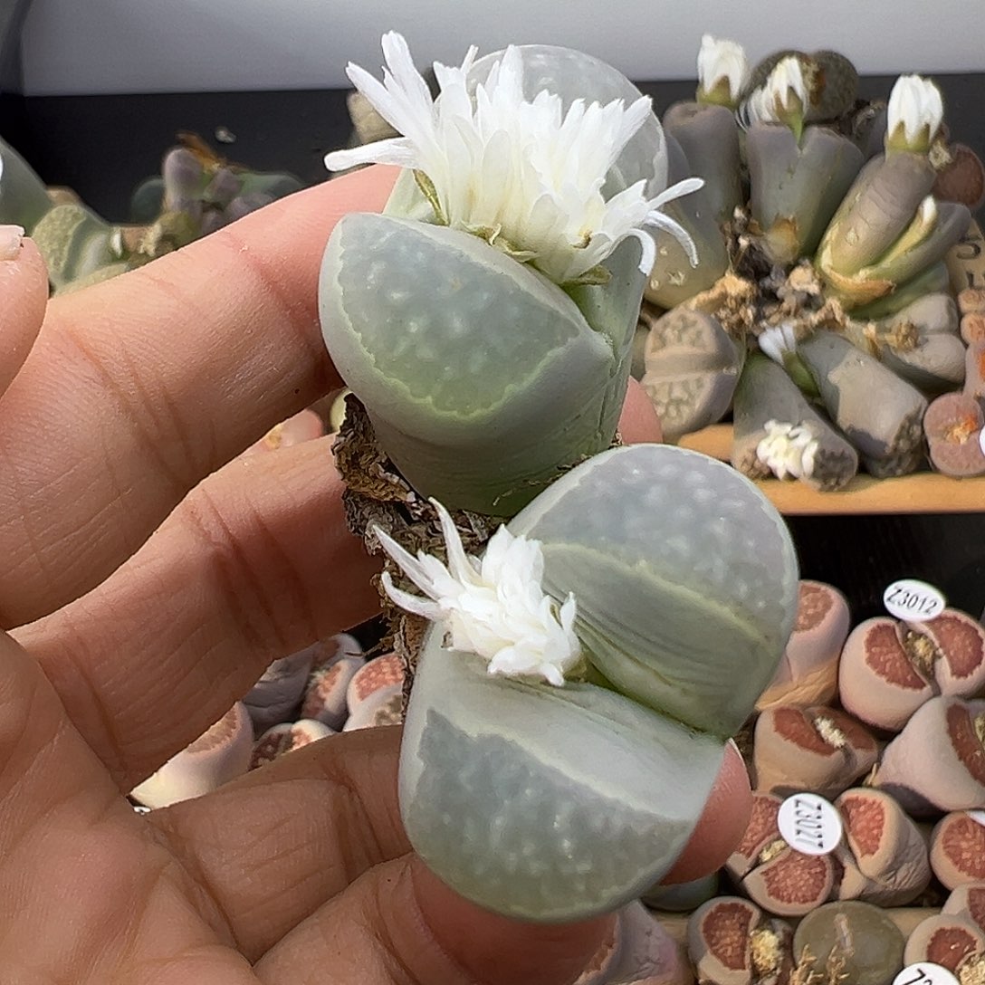 3039 生石花部分有伤长腿清货不售后