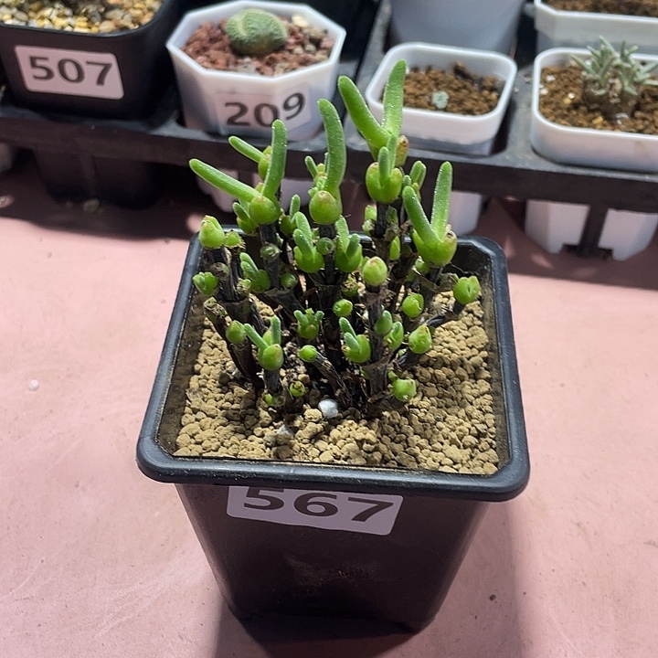 567枝干兔子老桩植物
