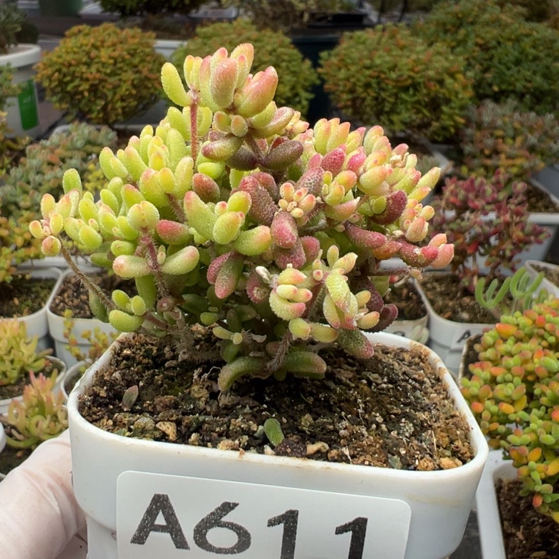 A611红宝石锦枝干