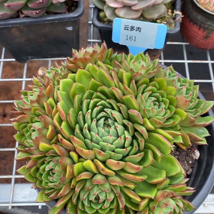 D161- 直播福利 油画