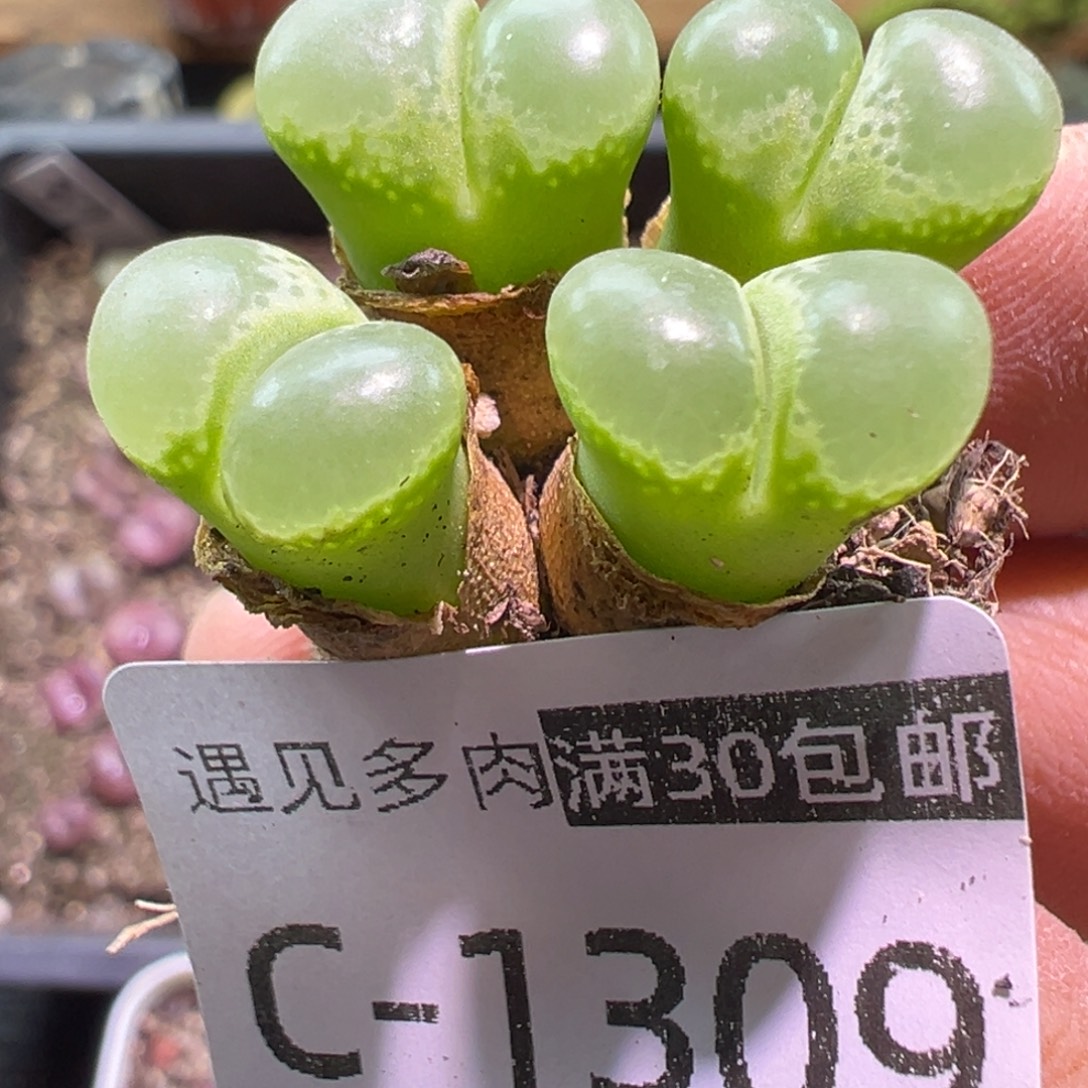 多肉植物11111111111111