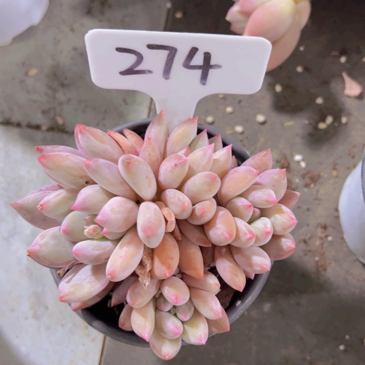 健健康康平平安安