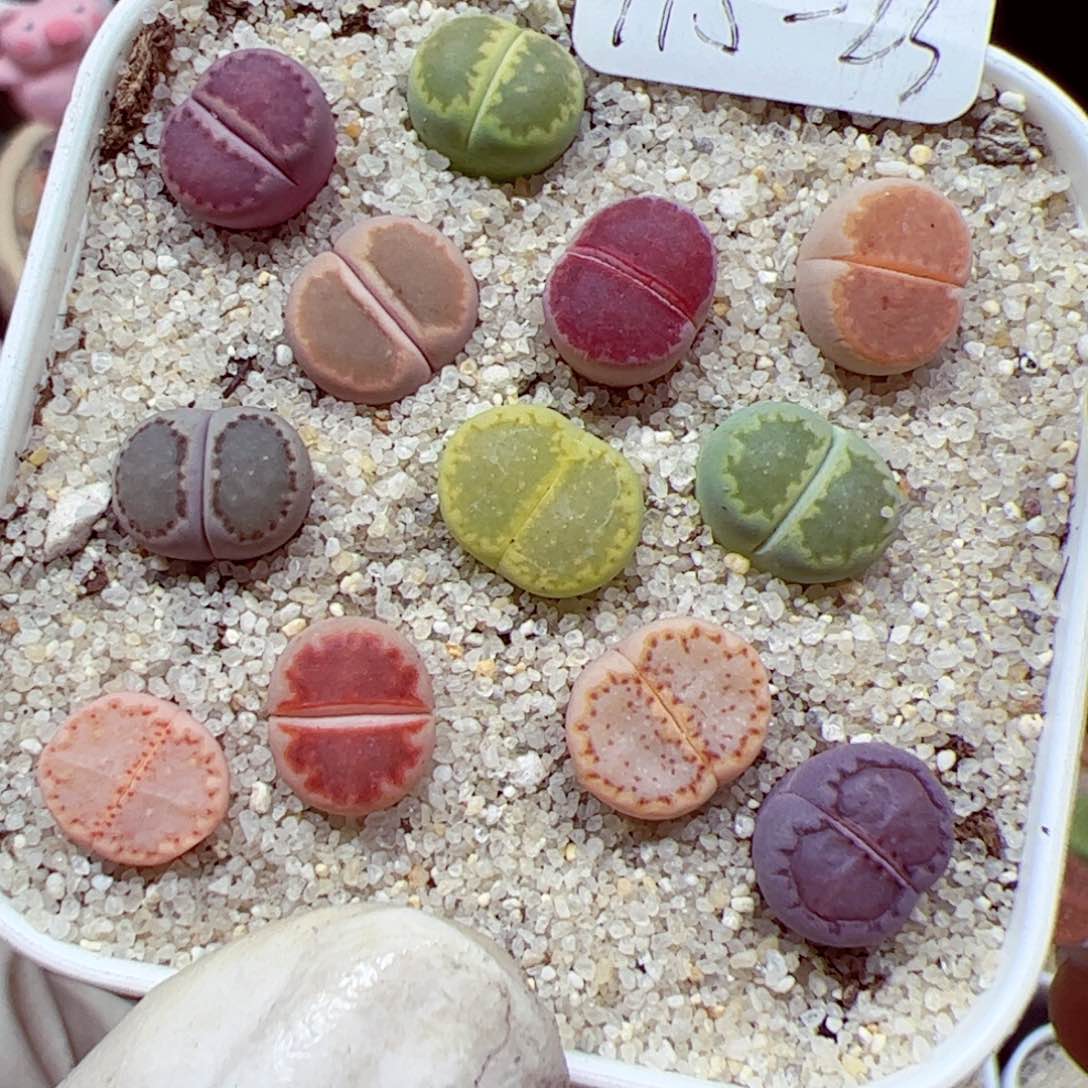 115优秀的肉肉23