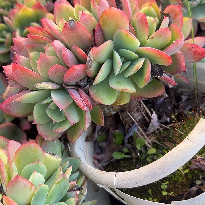 绮罗仙子带缀。           