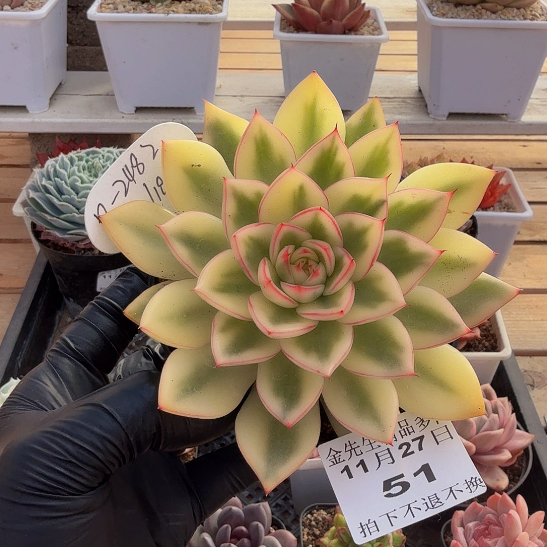 1127-51蝴蝶锦单头