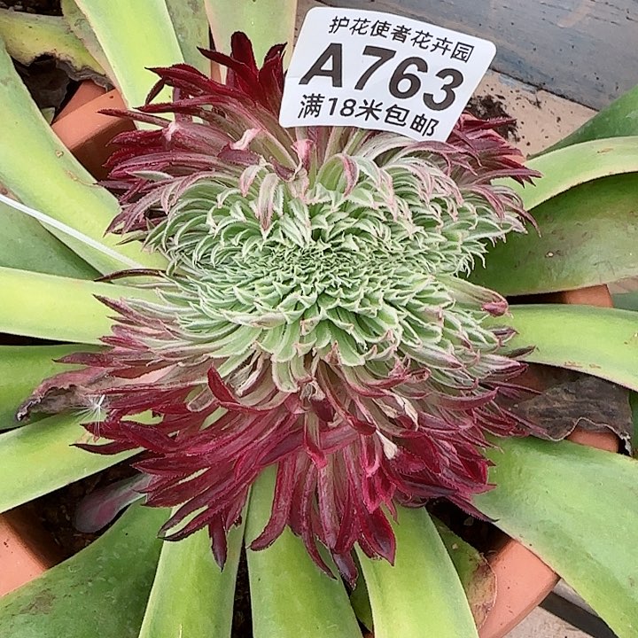 多肉法师金丝局缀化