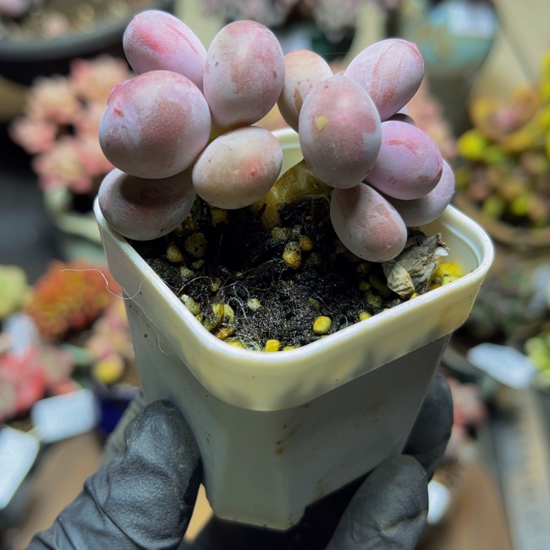 380小糖豆5厘米多肉