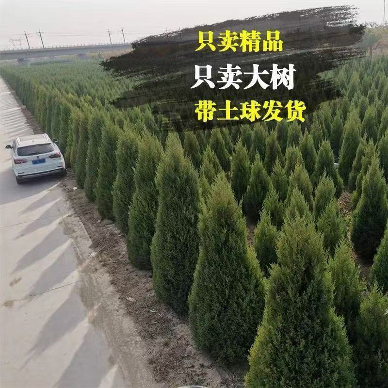 四季常青塔柏树苗蜀桧苗墓地松清明松 绿化苗 清明节扫墓塔柏盆栽