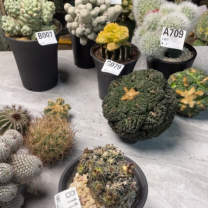 完全开放118姬牡丹一个