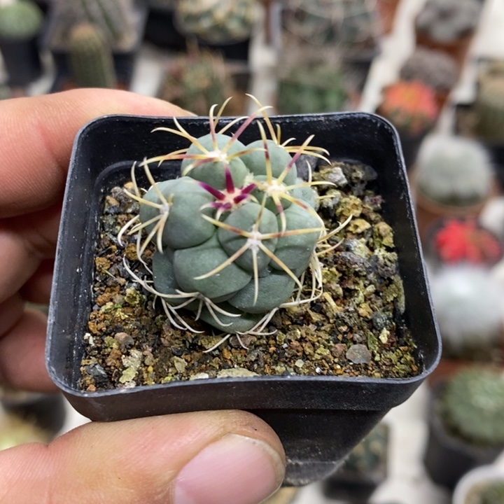 实生菲冠龙特价福利