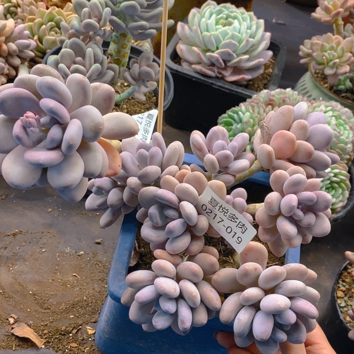 夏悦多肉 0217-19蛋黄奶