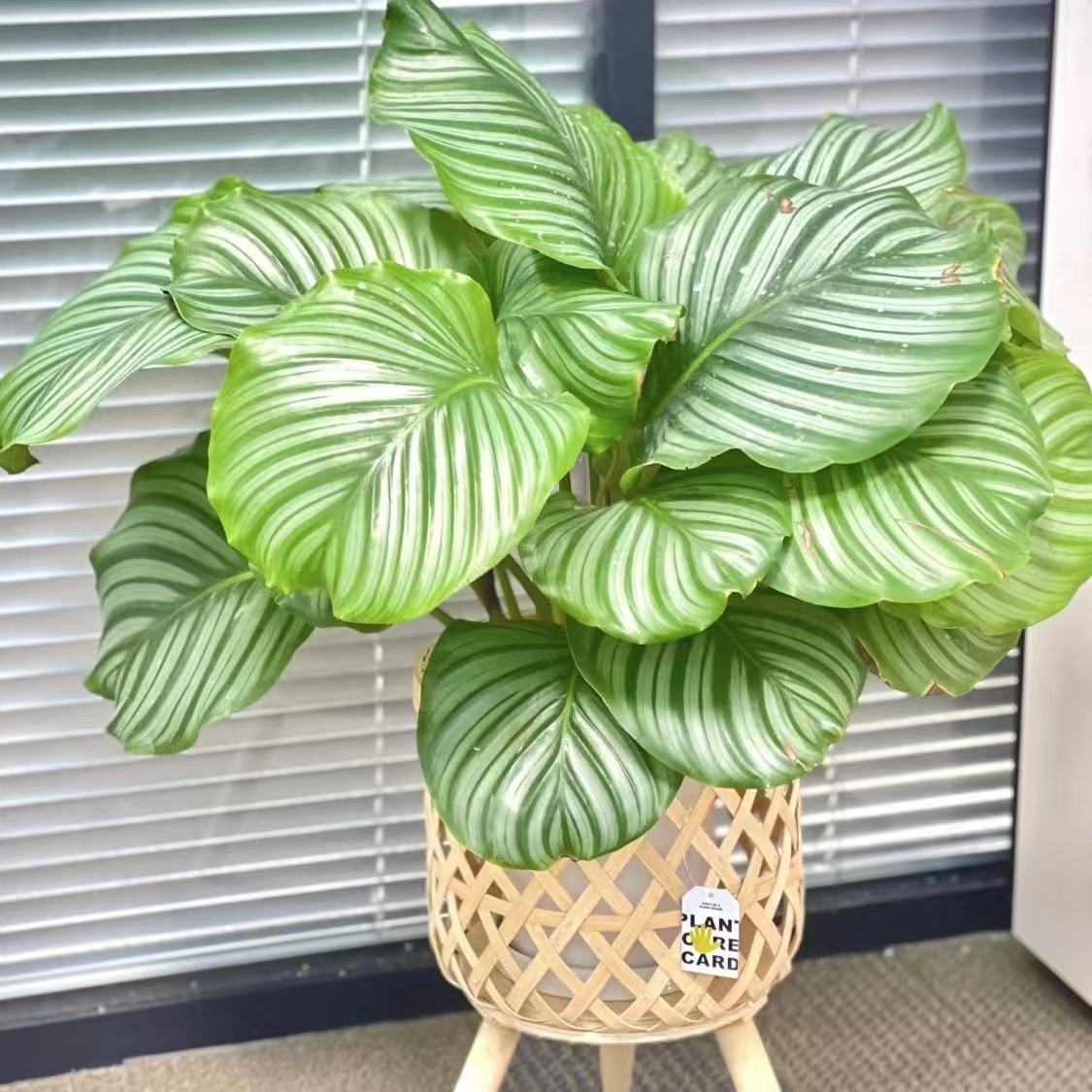 【青苹果】竹芋室内绿植观叶盆栽好养活四季常青净化空气植物