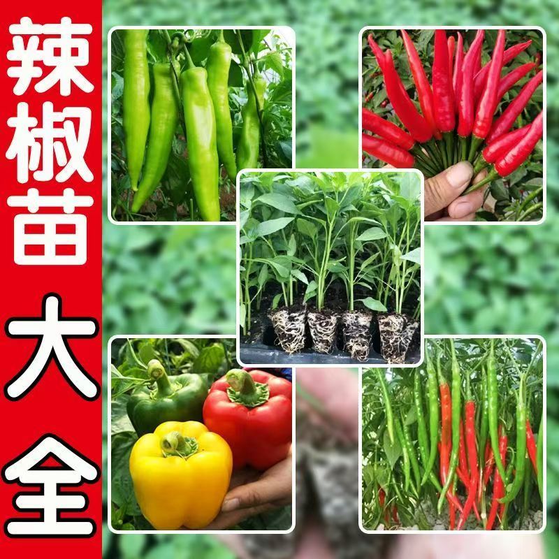 辣椒苗高产蔬菜苗