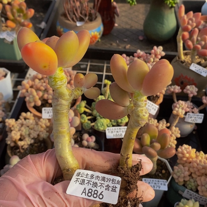 金蝉老桩889多肉植物