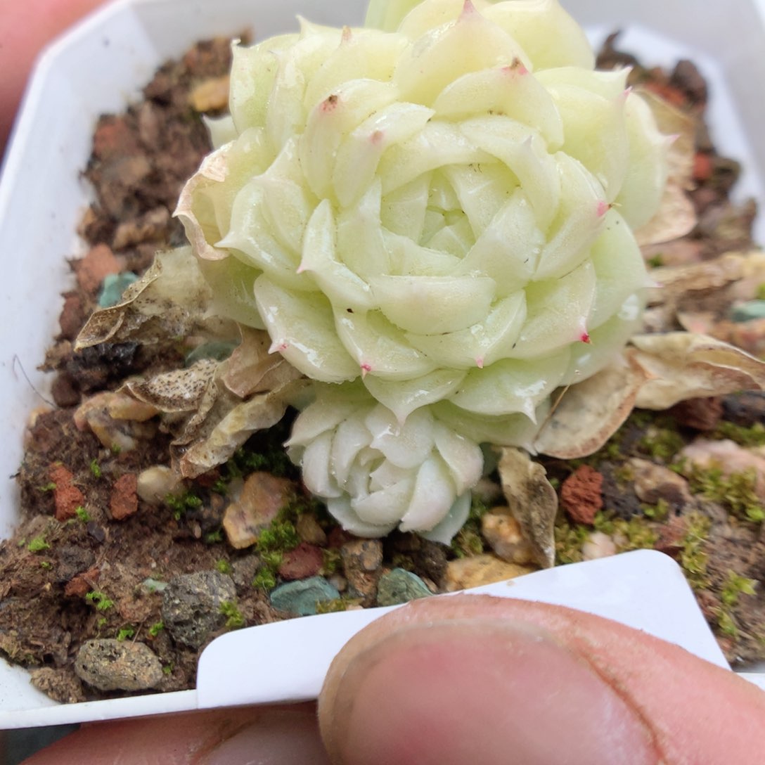 Q129y y y y y y y y y