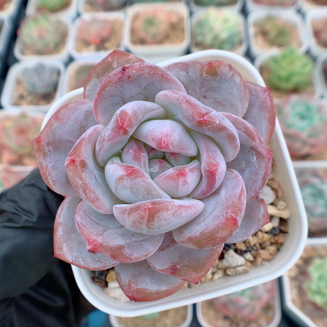 58包邮  群生不包整 239