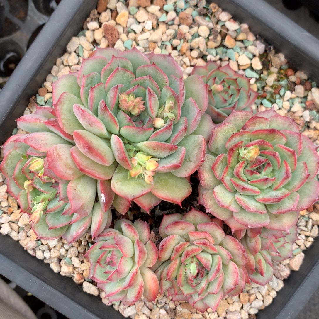 2904杂交精品基地14厘米