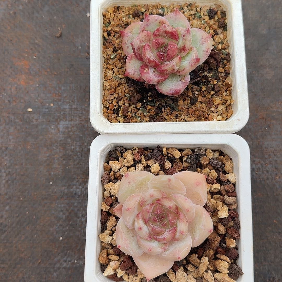 美肉两颗福利炸炸